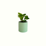 Mini Peperomia in Sage Pot - Poppy Rose - Poppy Rose Flowers Brisbane