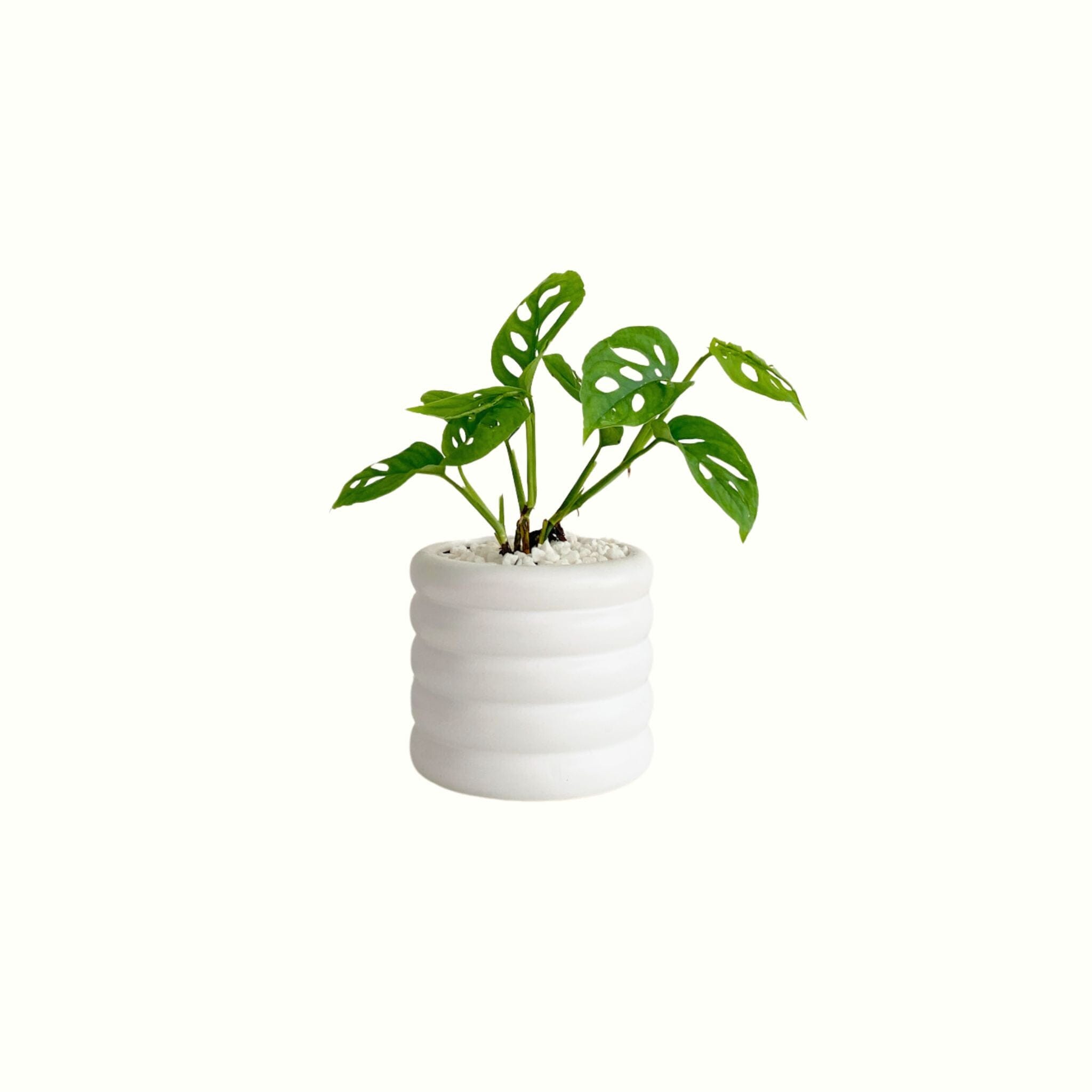 Monstera Adansonii in Beehive Pot - Poppy Rose - Poppy Rose Flowers Brisbane