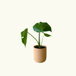 Monstera in Cream Pot - Poppy Rose - Poppy Rose Flowers Brisbane