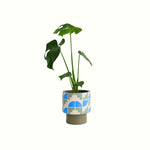 Monstera in Martha Pot - Poppy Rose - Poppy Rose Flowers Brisbane