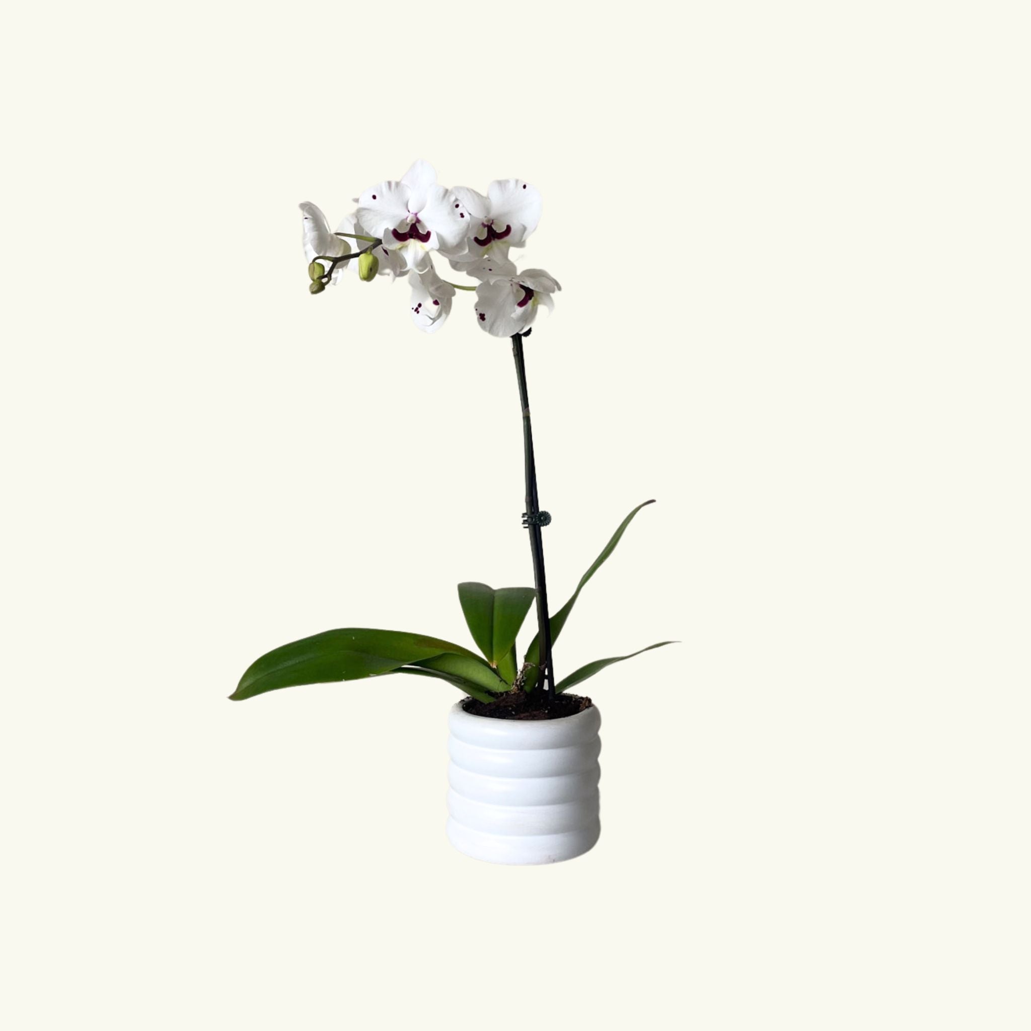 Pale Phalaenopsis in White Pot - Poppy Rose - Poppy Rose Flowers Brisbane