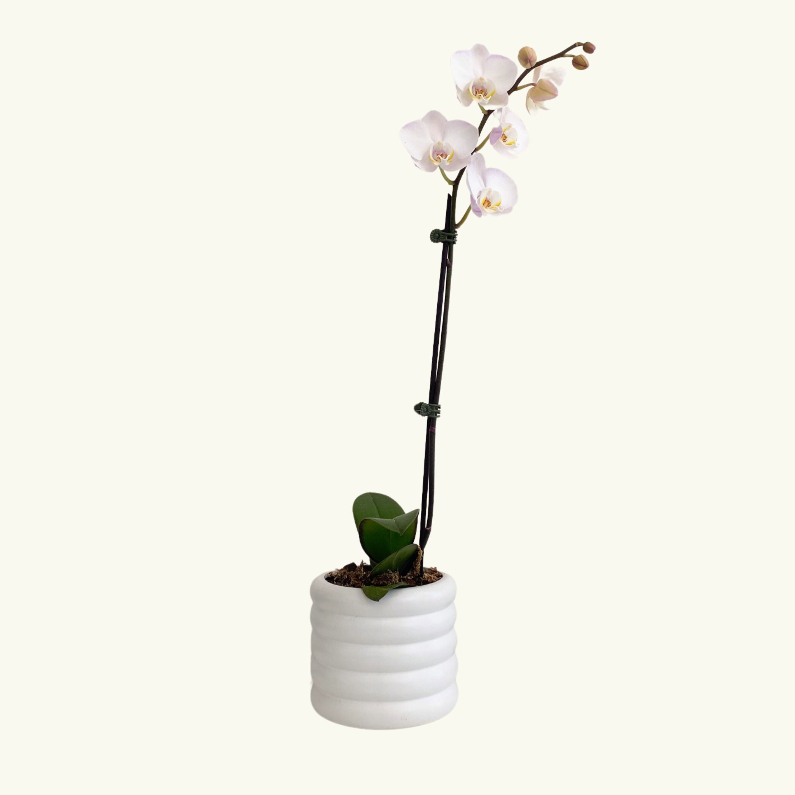 Pale Phalaenopsis in White Pot - Poppy Rose - Poppy Rose Flowers Brisbane