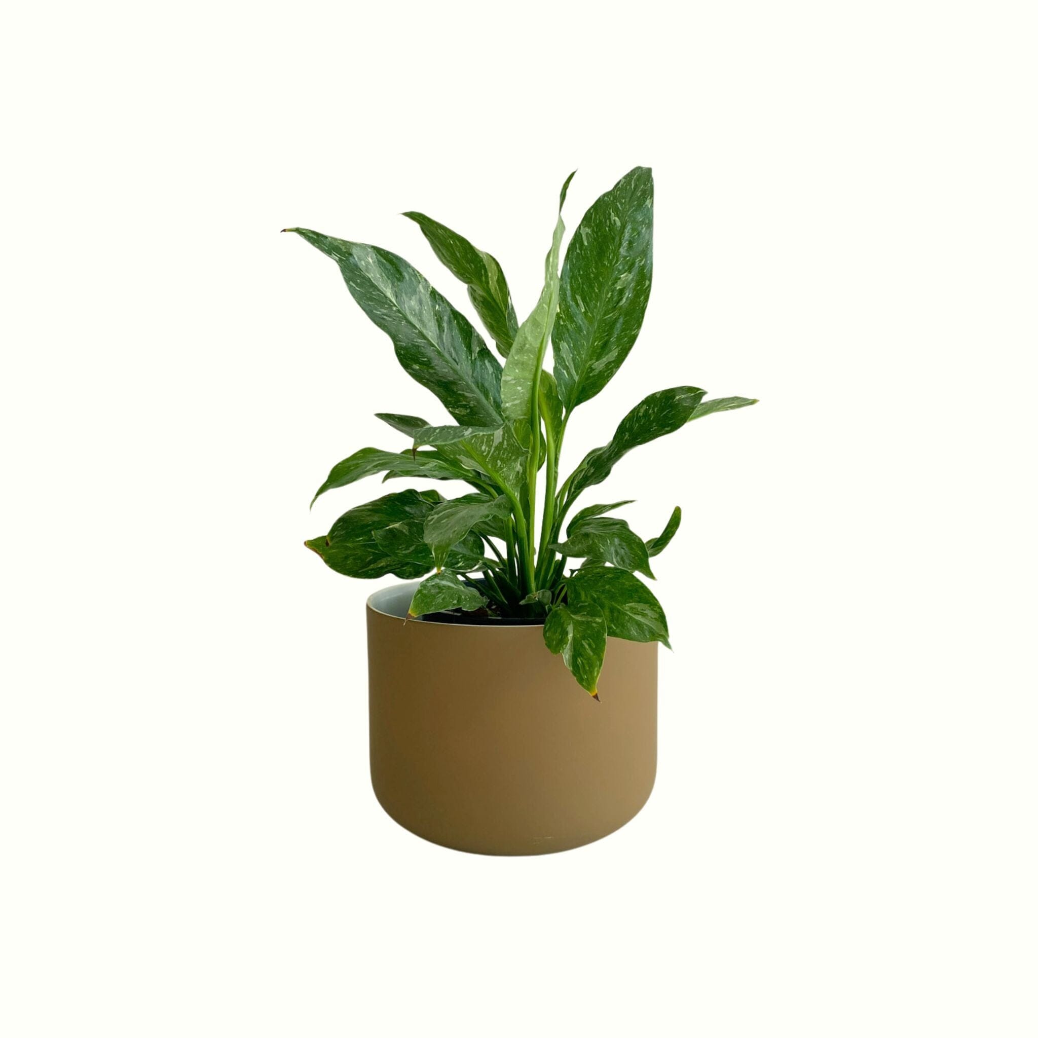 Peace Lily Domino in Earth Pot - Poppy Rose - Poppy Rose Flowers Brisbane