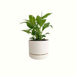 Peace Lily Domino in Mr Kitly Pot - Poppy Rose - Poppy Rose Flowers Brisbane