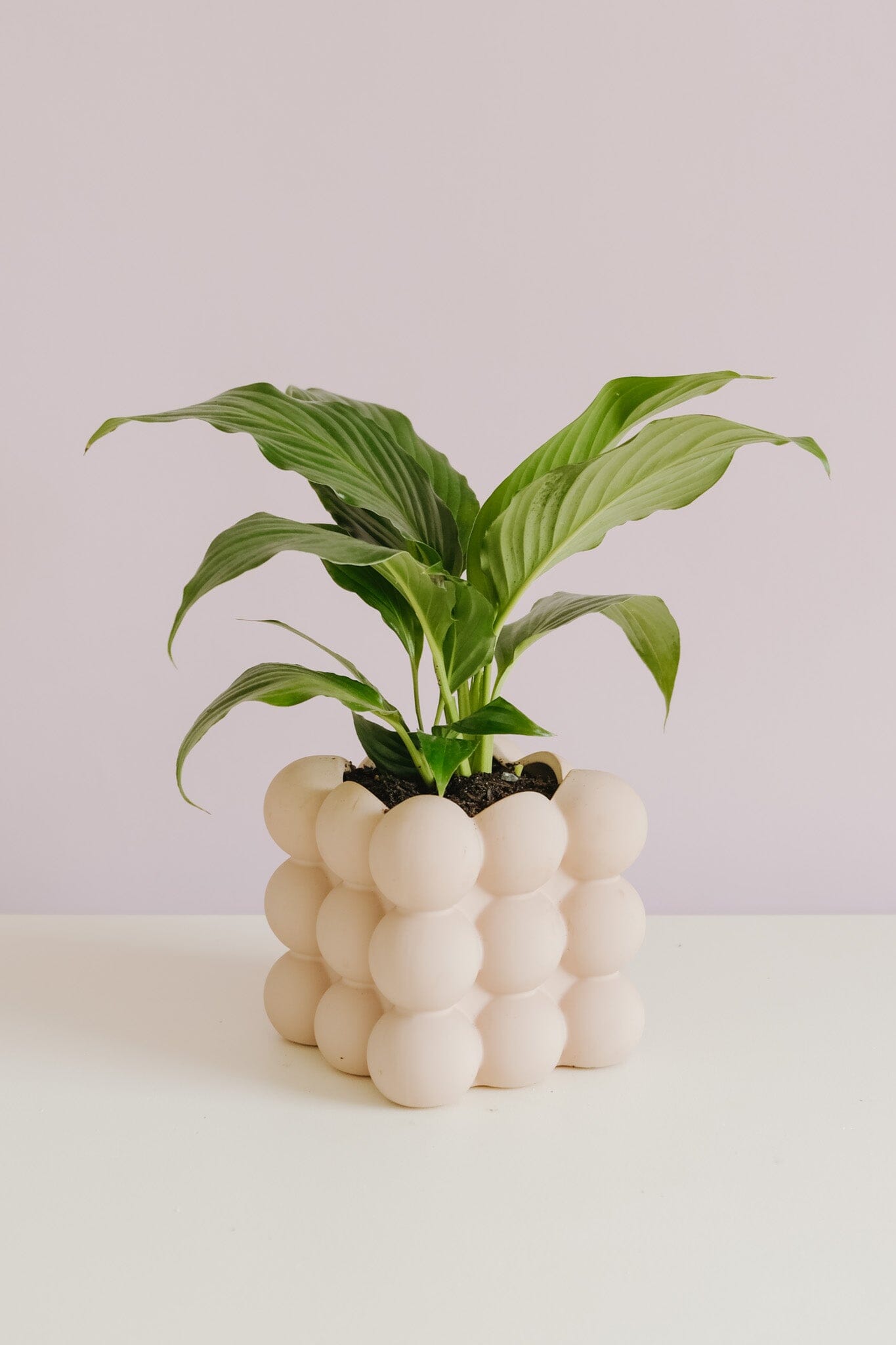Peace Lily in Bubblo Pot - Poppy Rose - Poppy Rose Flowers Brisbane