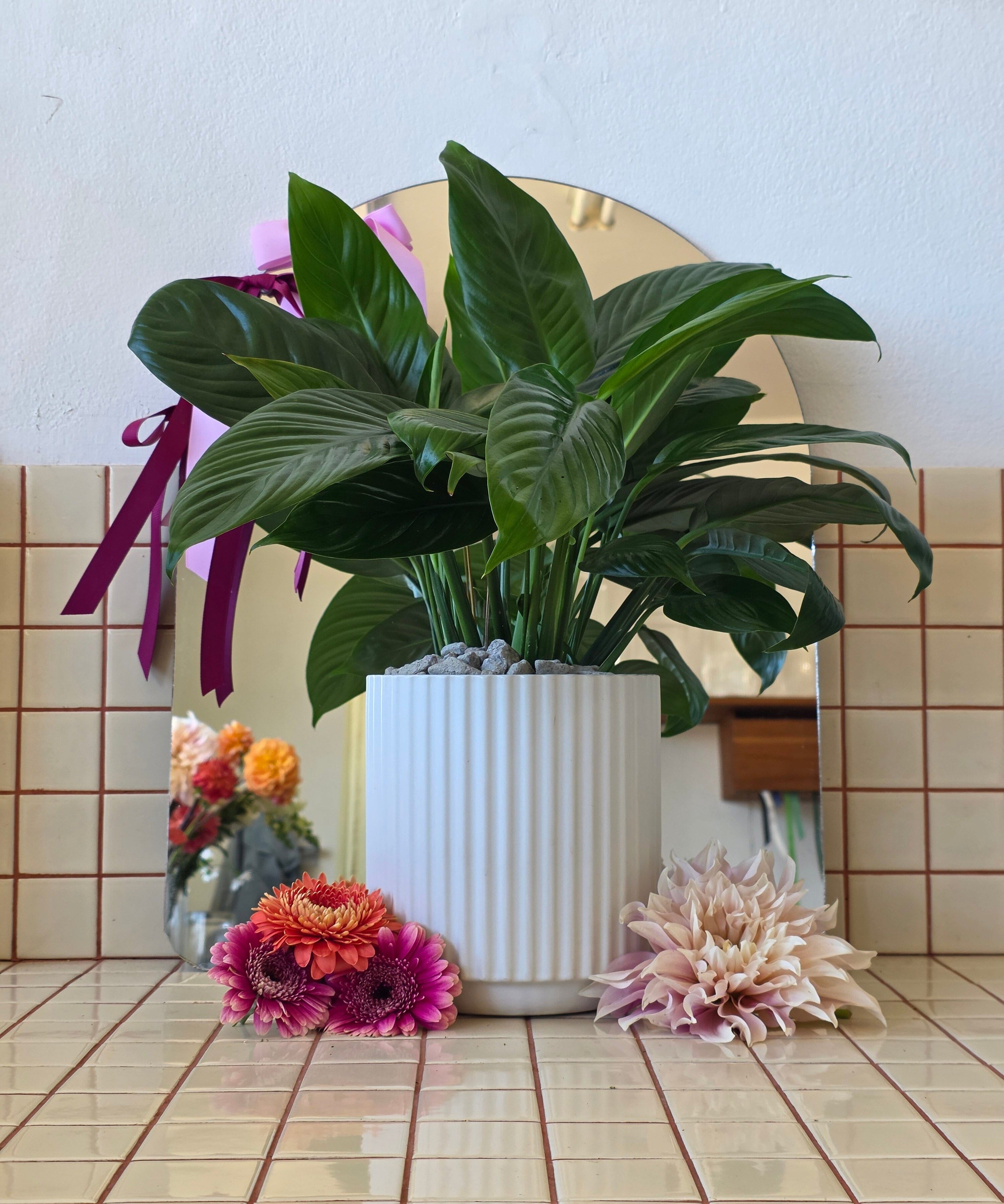 Peace Lily Mojo in a Cyprus White Pot - Poppy Rose - Poppy Rose Flowers Brisbane