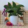 Peace Lily Mojo in a Cyprus White Pot - Poppy Rose - Poppy Rose Flowers Brisbane