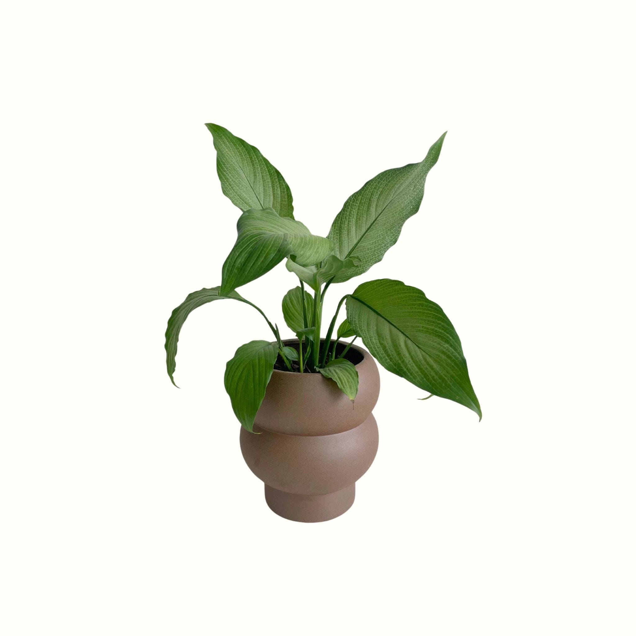 Peace Lily Platinum Mist in Arlo Pot - Poppy Rose - Poppy Rose Flowers Brisbane