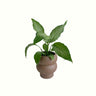 Peace Lily Platinum Mist in Arlo Pot - Poppy Rose - Poppy Rose Flowers Brisbane