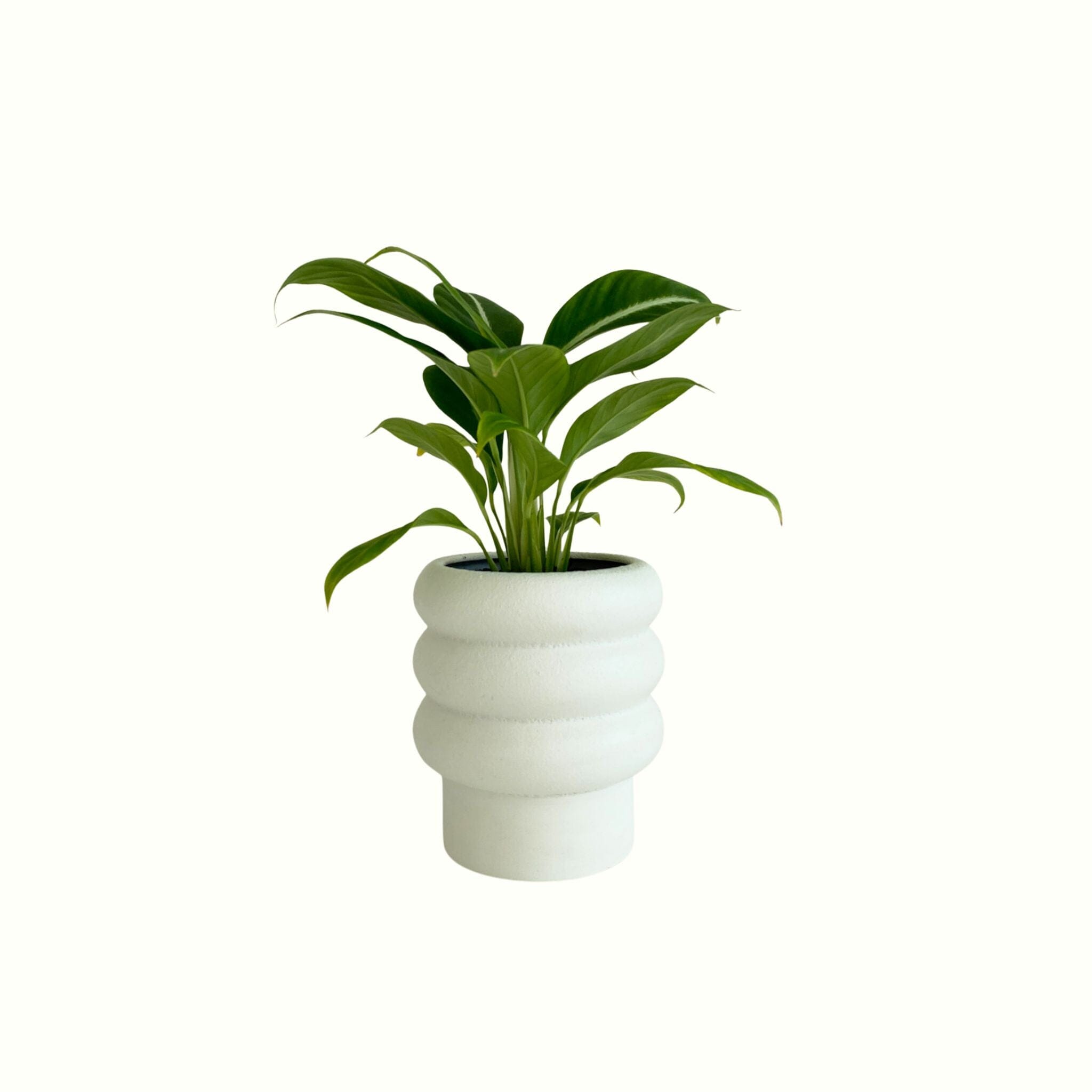Peace Lily Silver Streak in Arlo Pot - Poppy Rose - Poppy Rose Flowers Brisbane