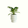 Peace Lily Silver Streak in Arlo Pot - Poppy Rose - Poppy Rose Flowers Brisbane