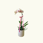 Peach Phalaenopsis in Pink Pot - Poppy Rose - Poppy Rose Flowers Brisbane