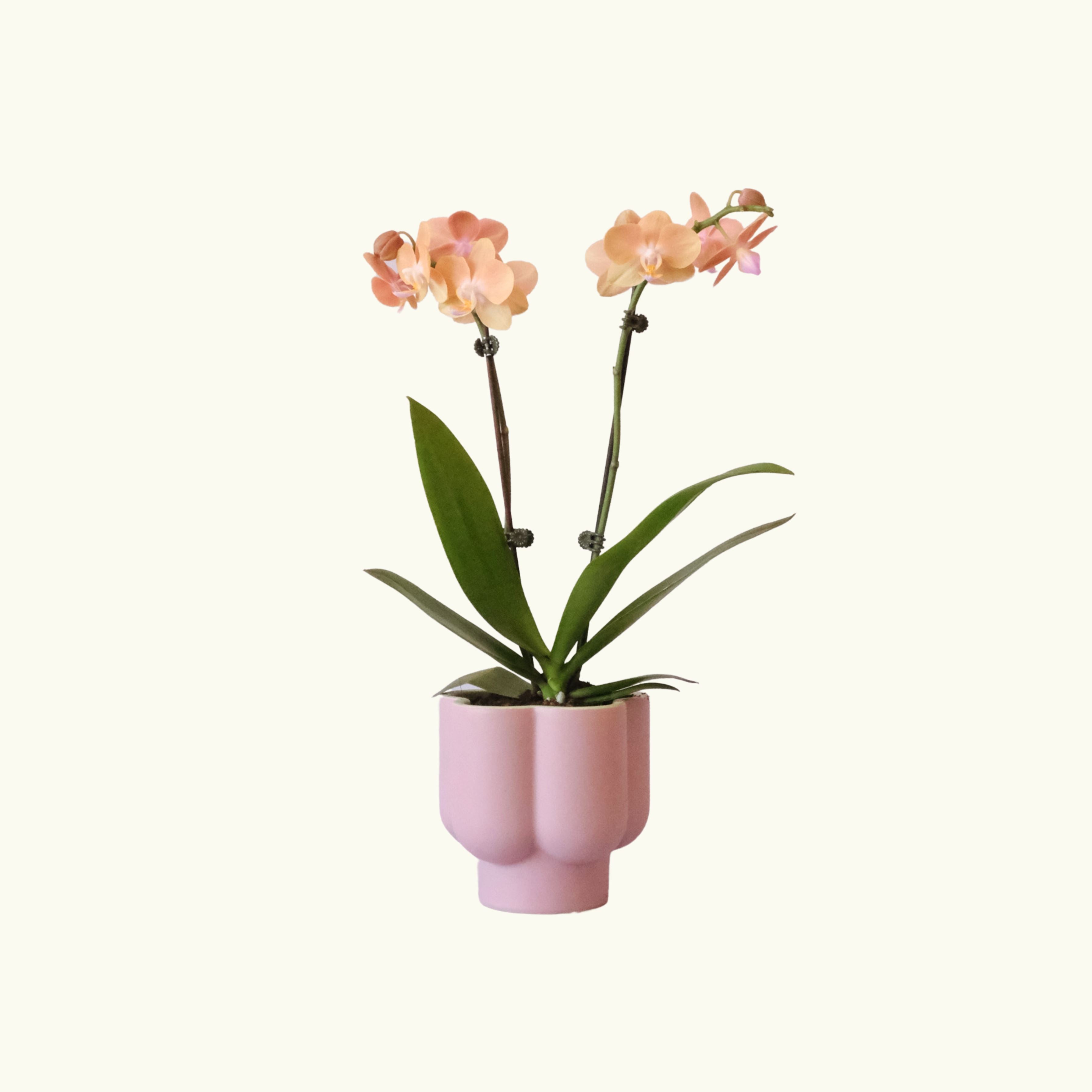 Peach Phalaenopsis Orchid in Flower Pot Poppy Rose Same Day Delivery