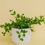 Peperomia Diamond in Dilu Pot - Poppy Rose - Poppy Rose Flowers Brisbane