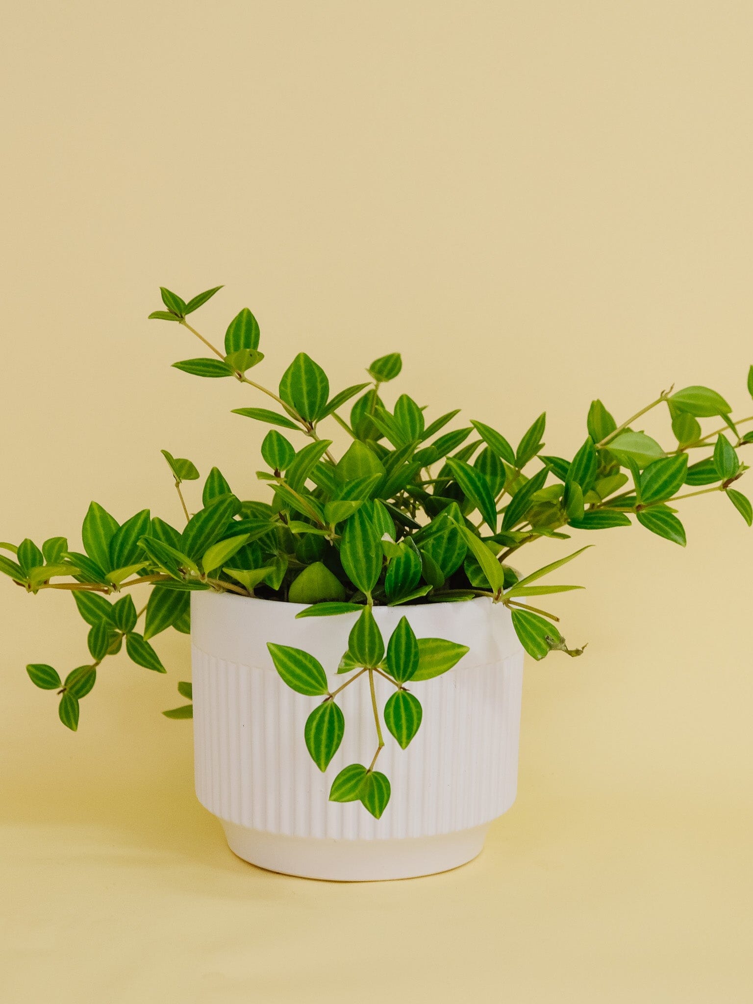 Peperomia Diamond in Dilu Pot - Poppy Rose - Poppy Rose Flowers Brisbane