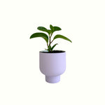 Peperomia in Lilac Pot - Poppy Rose - Poppy Rose Flowers Brisbane