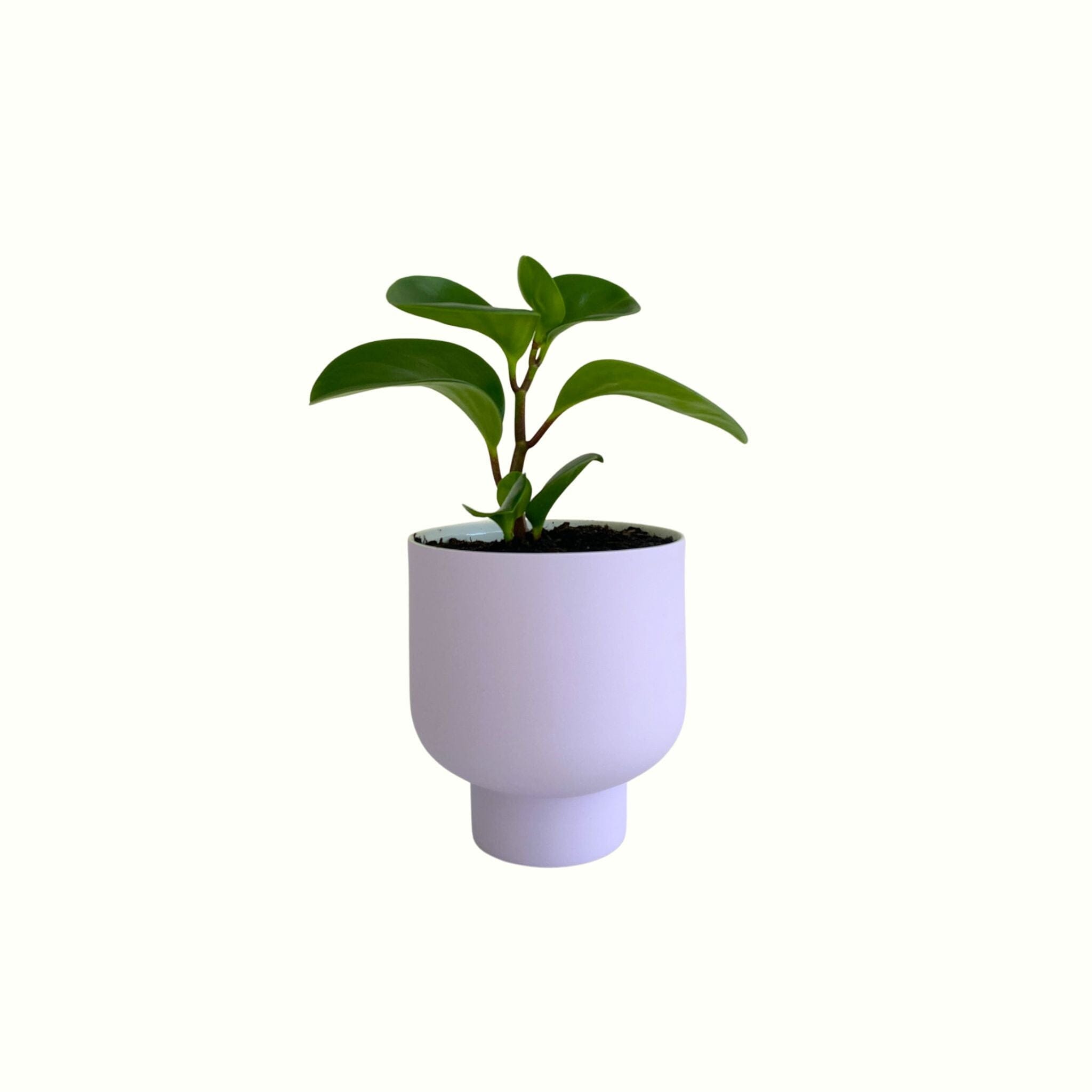 Peperomia in Lilac Pot - Poppy Rose - Poppy Rose Flowers Brisbane