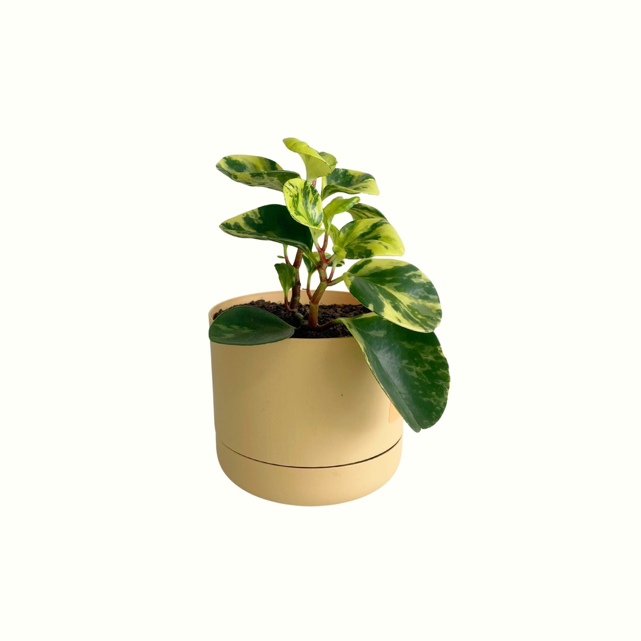 Peperomia in Mr Kitly Pot - Poppy Rose - Poppy Rose Flowers Brisbane