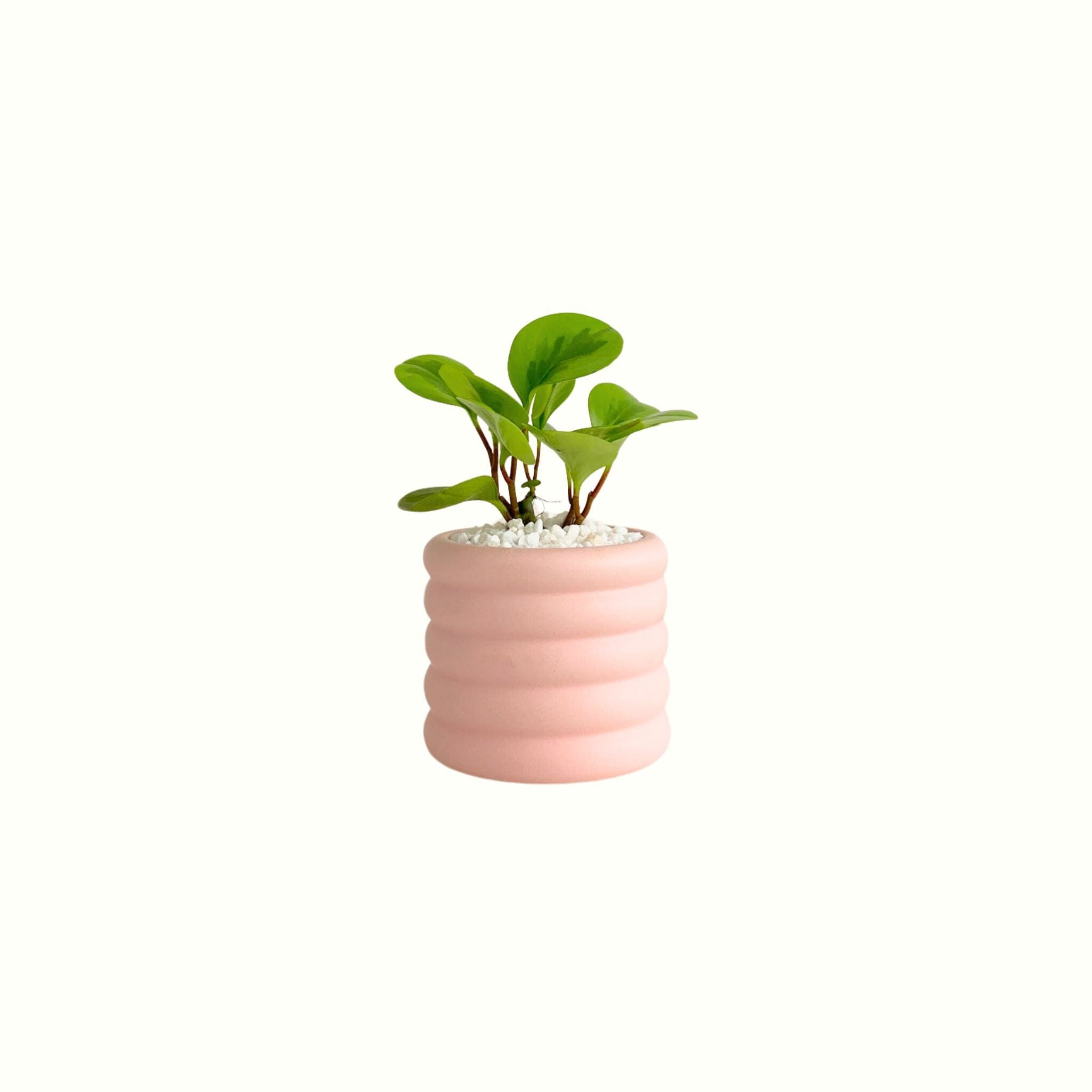 Peperomia Lemon Lime in Beehive Pot - Poppy Rose - Poppy Rose Flowers Brisbane
