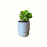 Peperomia Lemon Lime in Wave Pot - Poppy Rose - Poppy Rose Flowers Brisbane