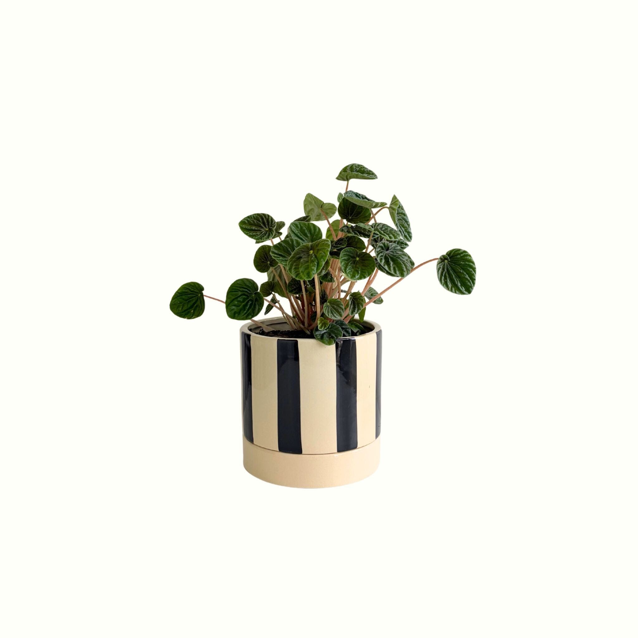 Peperomia Lillian in Stripe Pot - Poppy Rose - Poppy Rose Flowers Brisbane