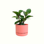 Peperomia Red Edge in Mr Kitly Pot - Poppy Rose - Poppy Rose Flowers Brisbane