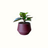 Peperomia Red Edge in Wine Pot - Poppy Rose - Poppy Rose Flowers Brisbane