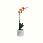 Phalaenopsis in White Pot - Poppy Rose - Poppy Rose Flowers Brisbane