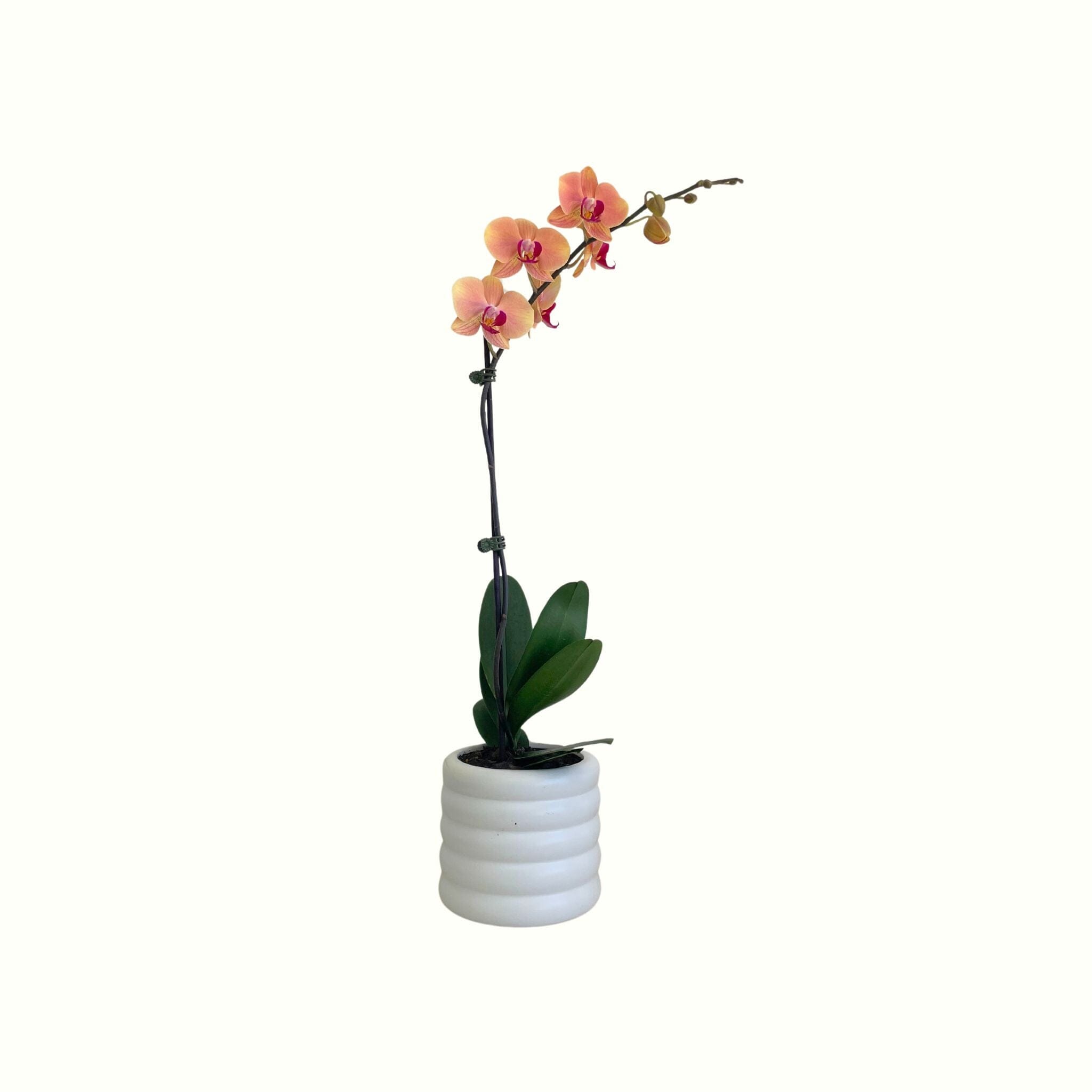 Phalaenopsis in White Pot - Poppy Rose - Poppy Rose Flowers Brisbane