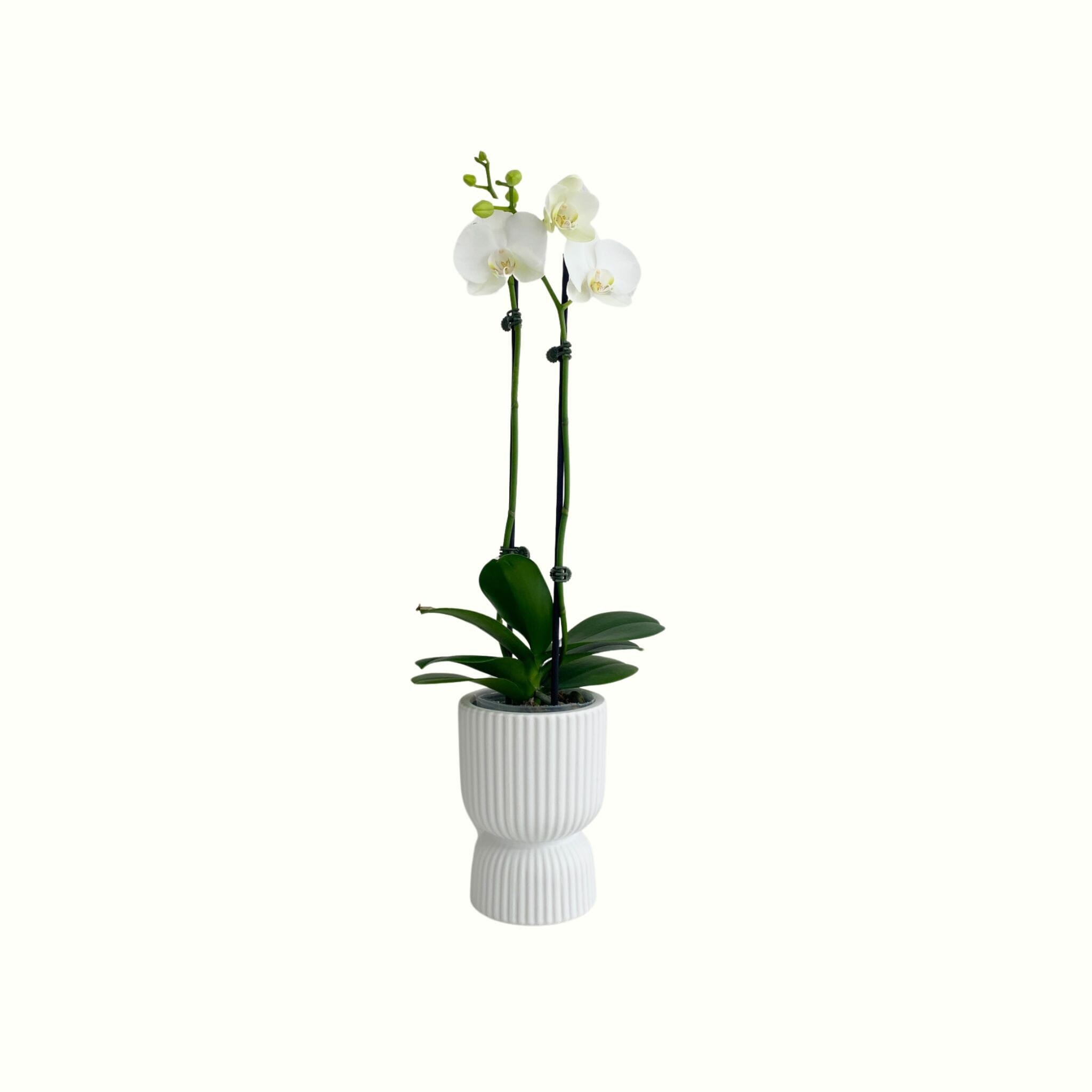Phalaenopsis in White Pot - Poppy Rose - Poppy Rose Flowers Brisbane