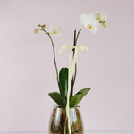 Phalaenopsis Orchid in Vase Potted plant delivery brisbane Poppy Rose 