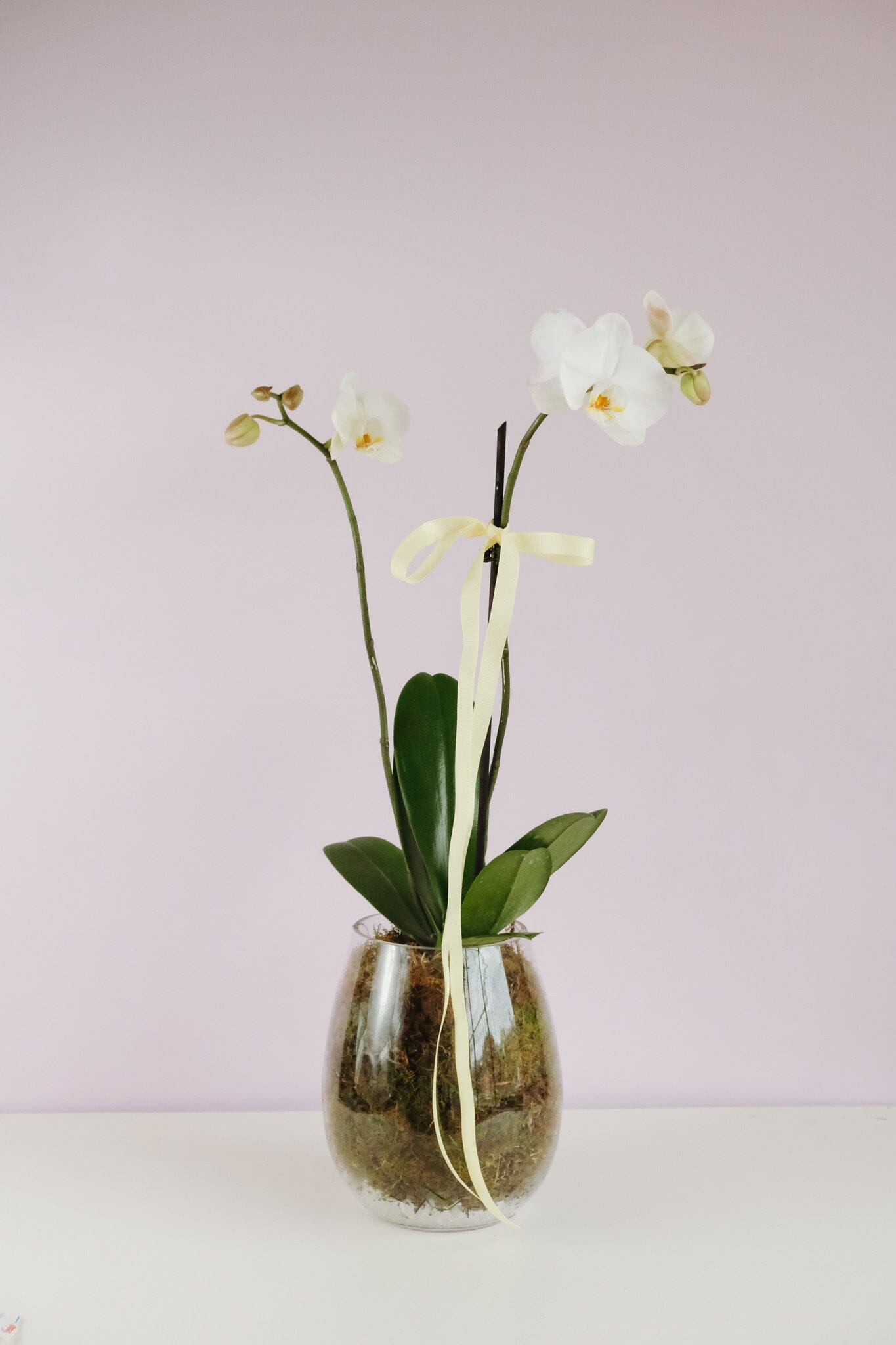 Phalaenopsis Orchid in Vase Potted plant delivery brisbane Poppy Rose 