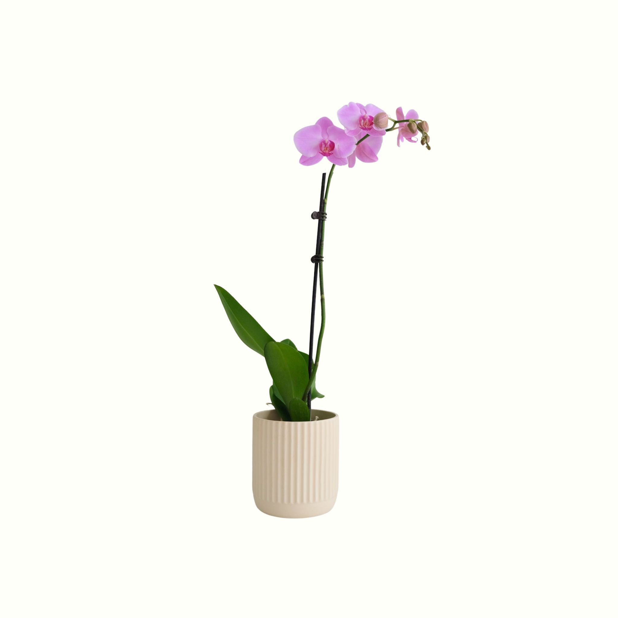 Phalaenopsis Orchid Potted - Lilac - Poppy Rose - Poppy Rose Flowers Brisbane