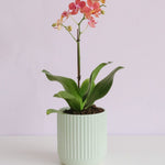 Phalaenopsis Orchid Potted - Peach - Poppy Rose - Poppy Rose Flowers Brisbane