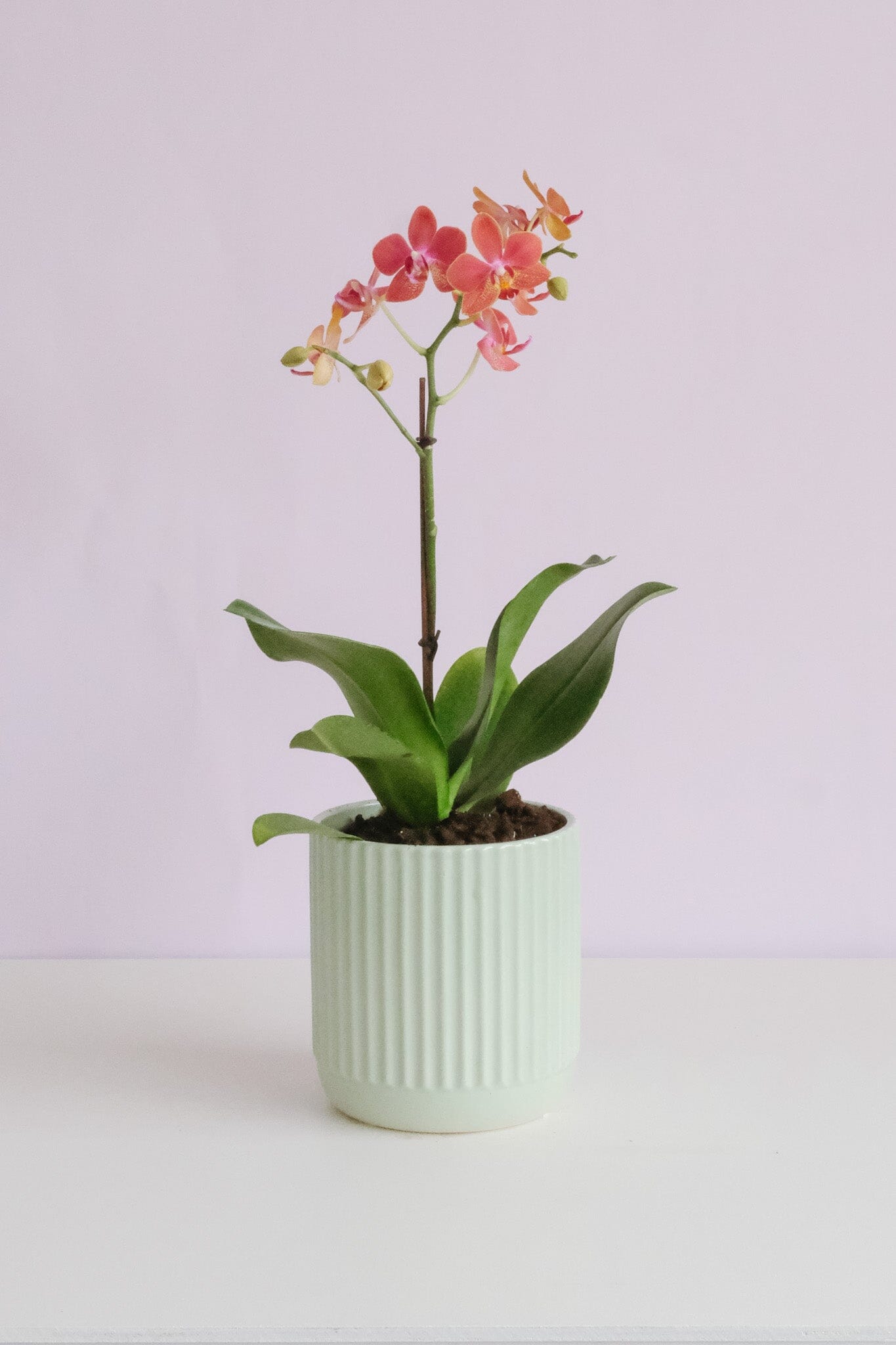 Phalaenopsis Orchid Potted - Peach - Poppy Rose - Poppy Rose Flowers Brisbane