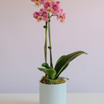 Phalaenopsis Orchid Potted - Pink - Poppy Rose - Poppy Rose Flowers Brisbane