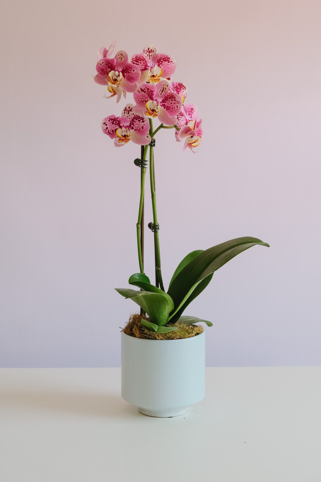 Phalaenopsis Orchid Potted - Pink - Poppy Rose - Poppy Rose Flowers Brisbane