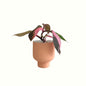 Philodendron Pink Princess in Chloe Pot - Poppy Rose - Poppy Rose Flowers Brisbane