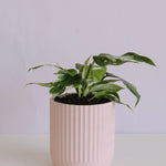 Philodendron White Princess in Pink Pot Potted plant delivery brisbane Poppy Rose 