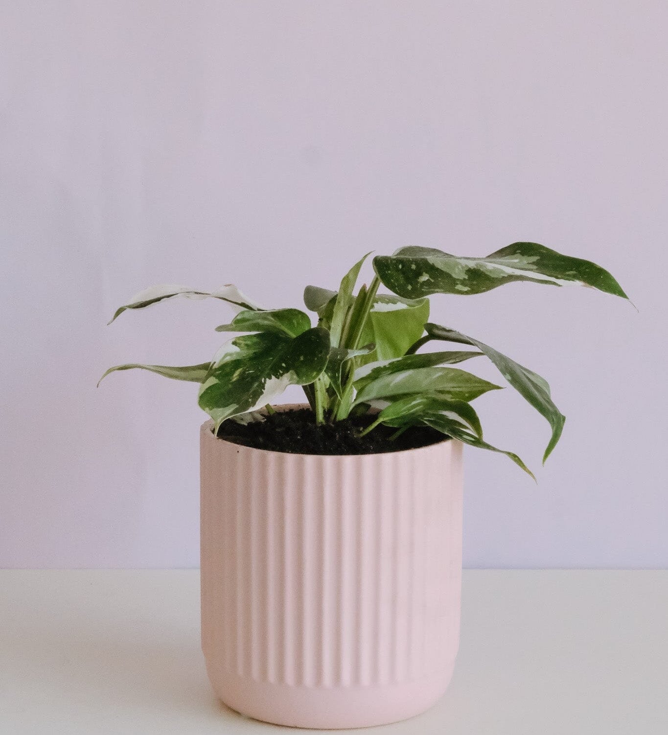 Philodendron White Princess in Pink Pot Potted plant delivery brisbane Poppy Rose 