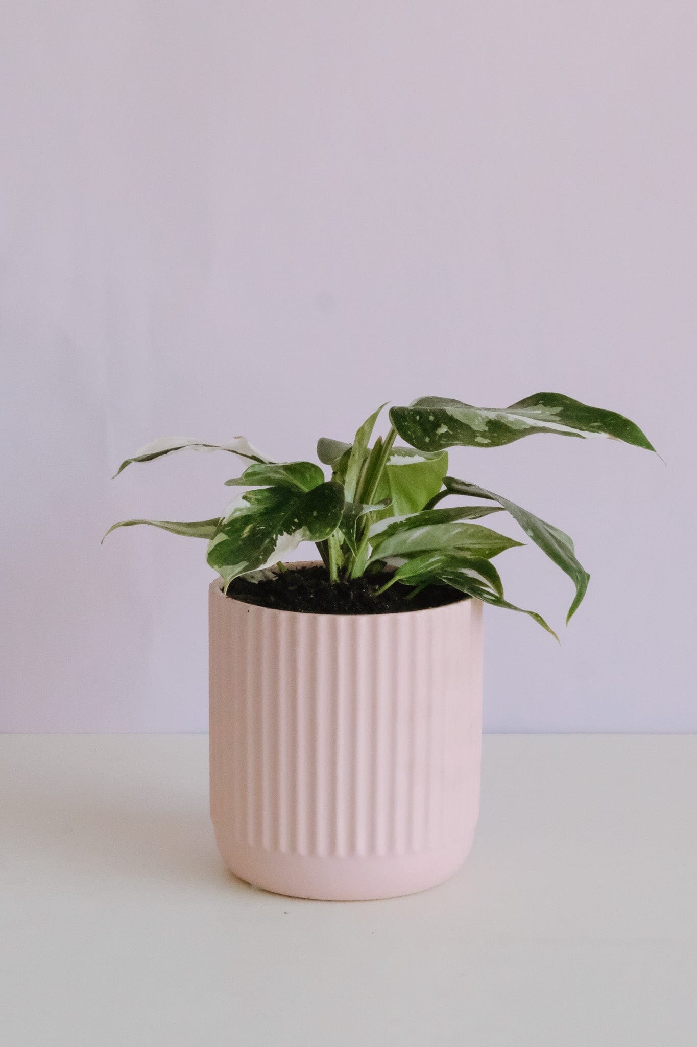 Philodendron White Princess in Pink Pot Potted plant delivery brisbane Poppy Rose 