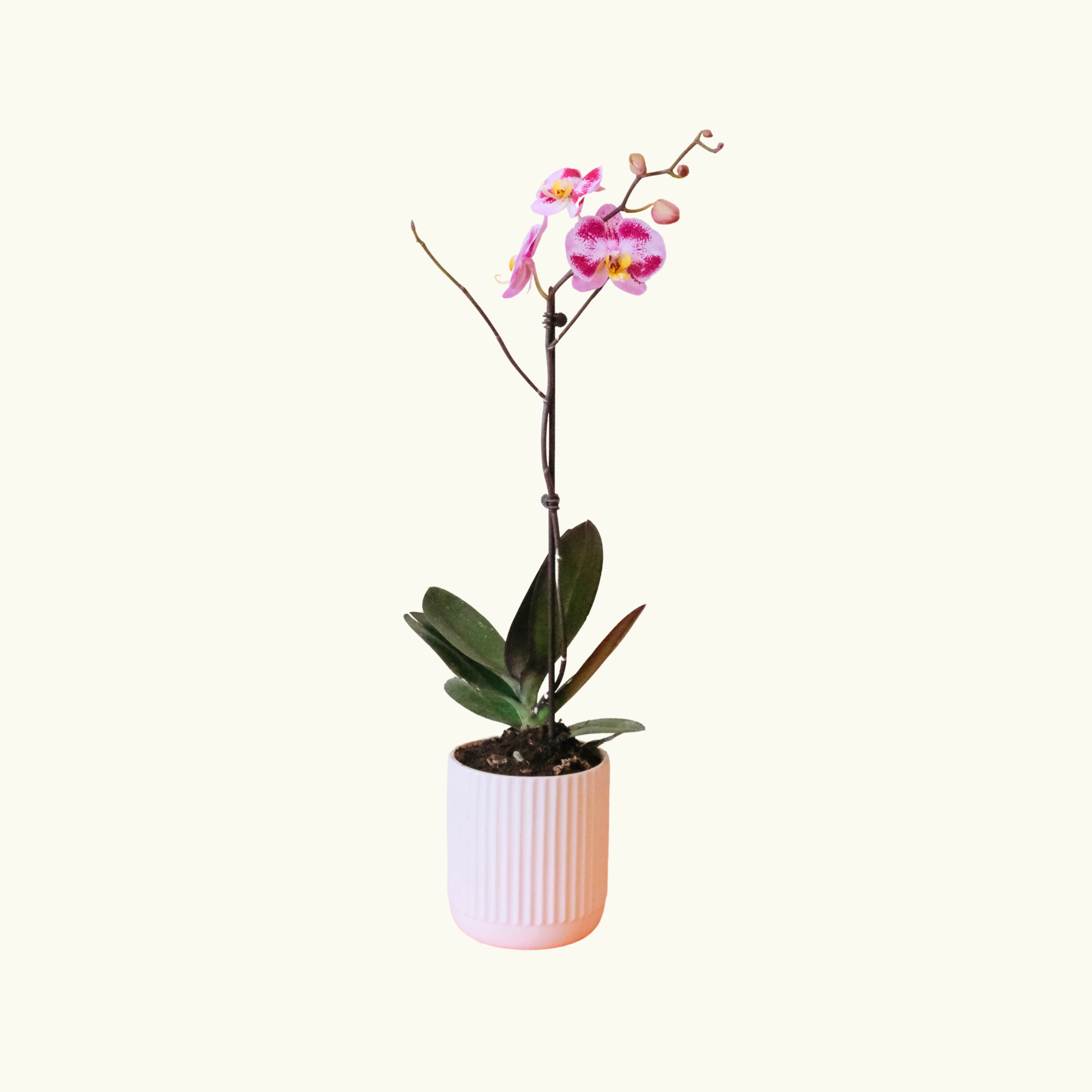 Pink Phalaenopsis in Cream Pot - Poppy Rose - Poppy Rose Flowers Brisbane