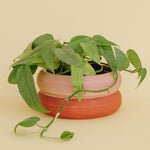 Pothos Cebu Blue in Swirl Pot - Poppy Rose - Poppy Rose Flowers Brisbane