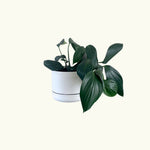 Pothos Dragon Tail in Mr Kitly Pot - Poppy Rose - Poppy Rose Flowers Brisbane