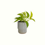 Pothos Goldilocks in Coast Pot - Poppy Rose - Poppy Rose Flowers Brisbane
