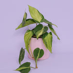 Pothos Green and Gold Pink Pot - Poppy Rose - Poppy Rose Flowers Brisbane