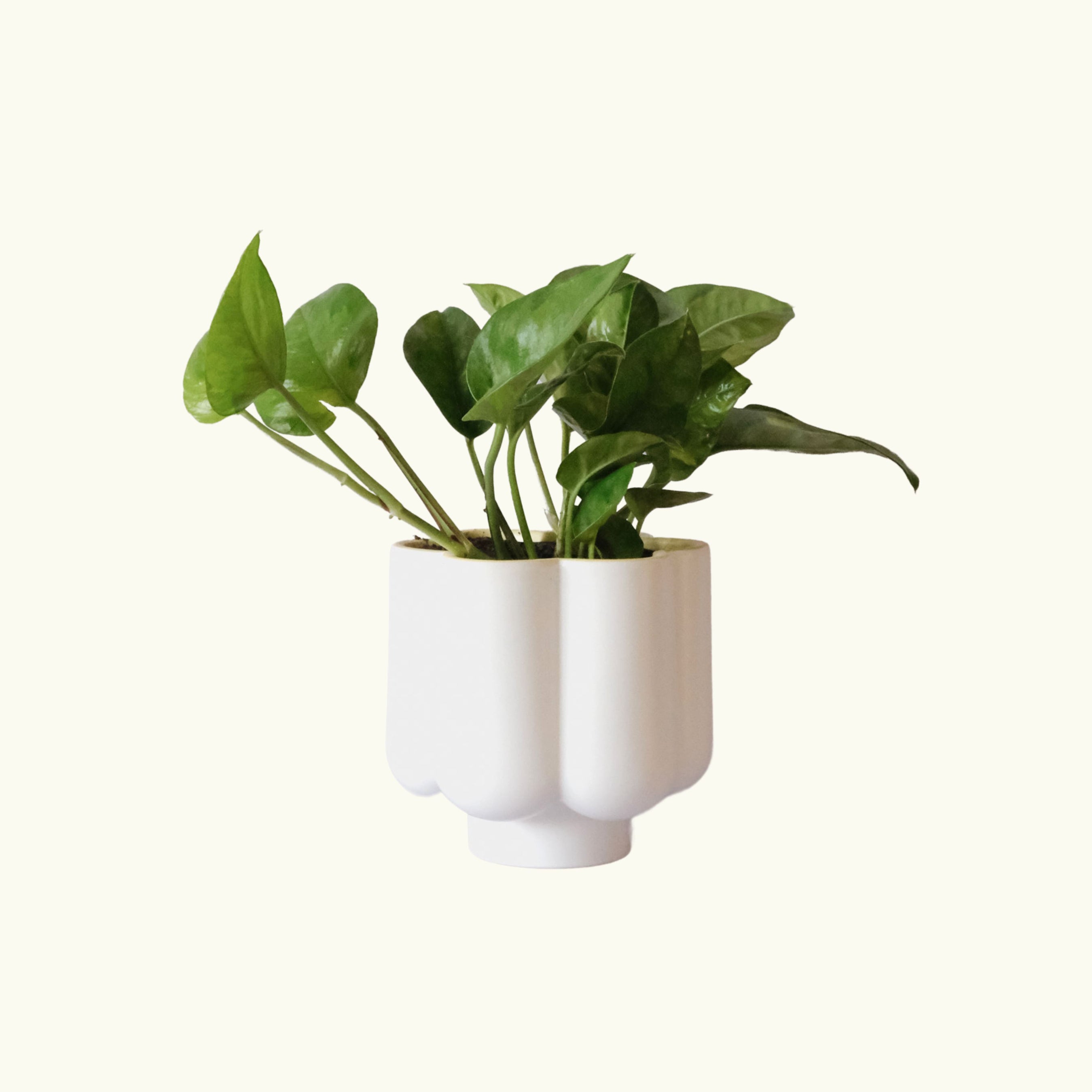 Pothos in Flower Pot Same Day Plant Delivery Brisbane Poppy Rose