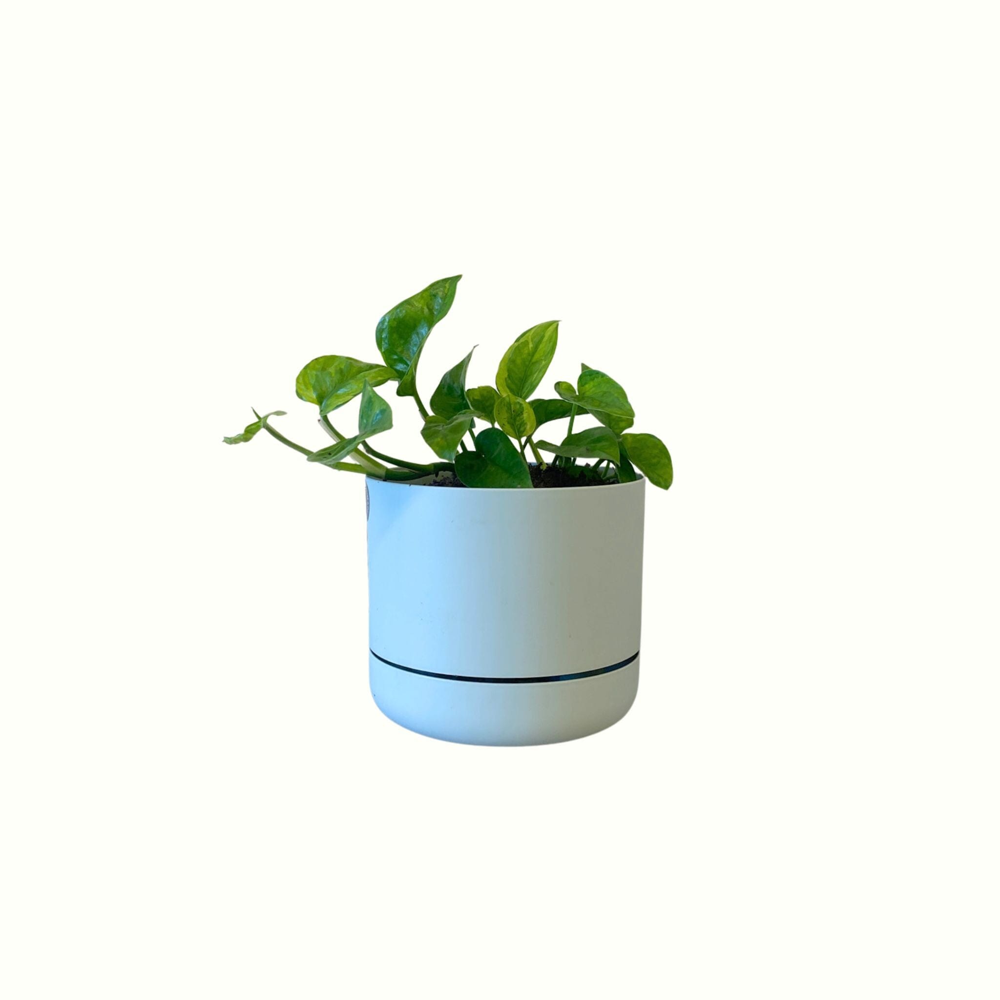 Pothos in Mr Kitly Pot - Poppy Rose - Poppy Rose Flowers Brisbane