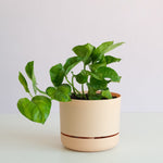 Pothos in Mr Kitly Pot Potted plant Poppy Rose 