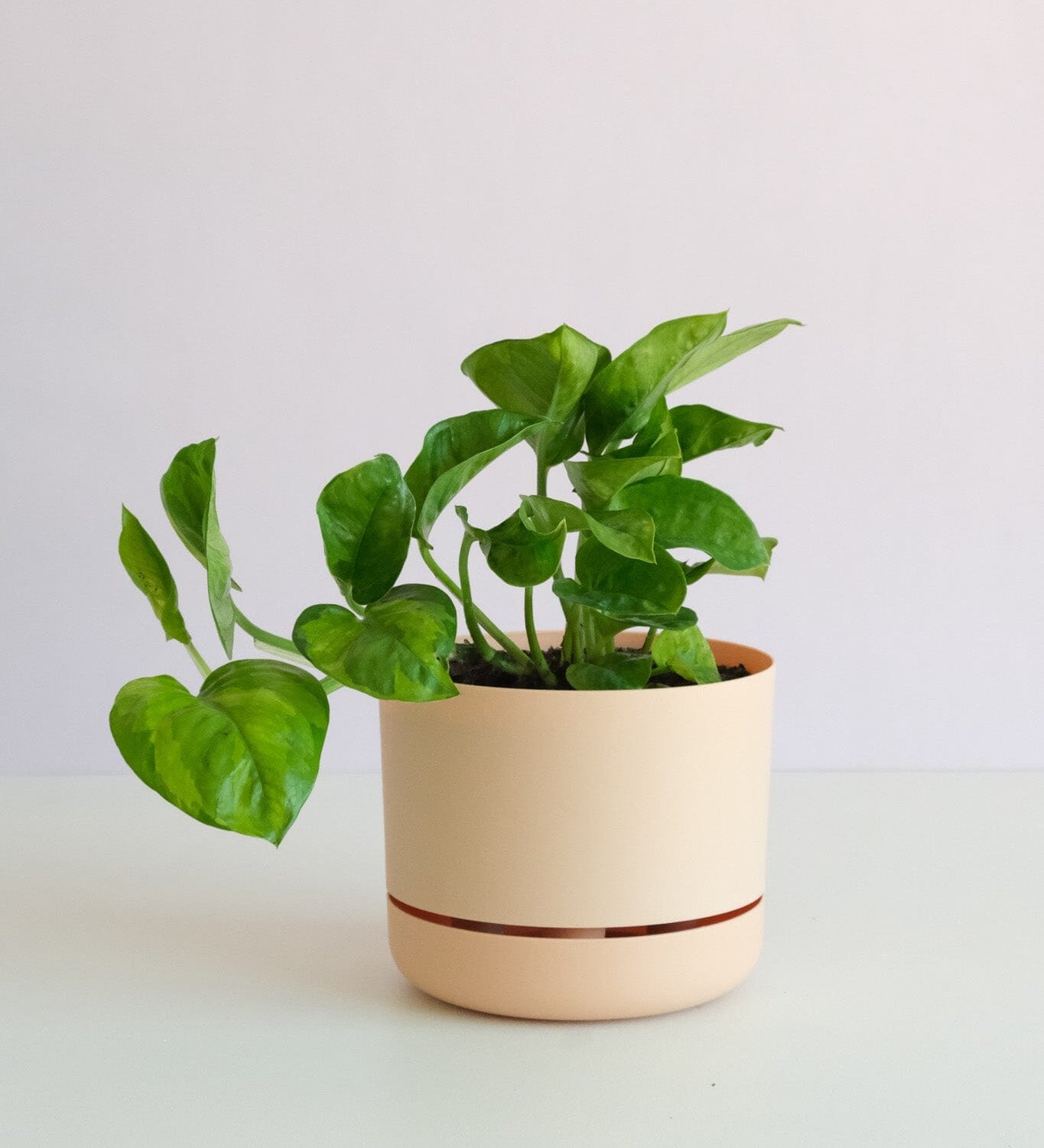 Pothos in Mr Kitly Pot Potted plant Poppy Rose 